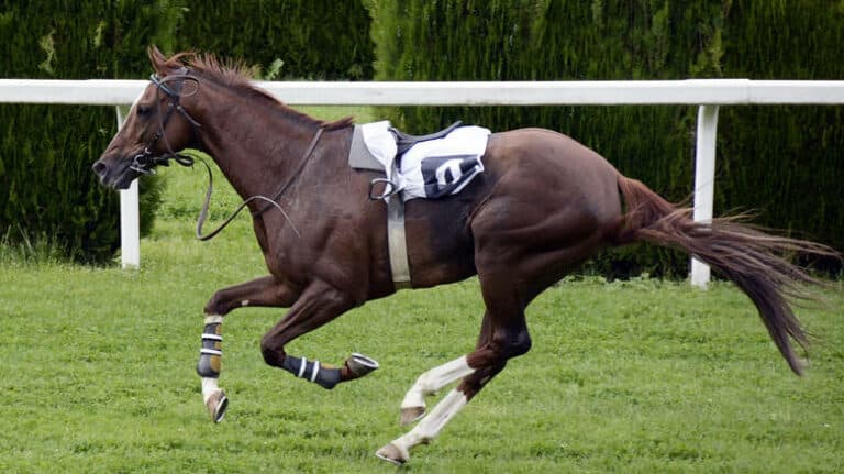 Του απαγόρευσαν να στοιχηματίζει επειδή κέρδιζε 12 μέρες σερί